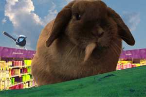 rabbit on hill - supermarket