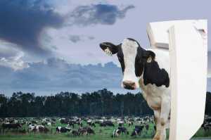 cow coming out of fridge in paddok