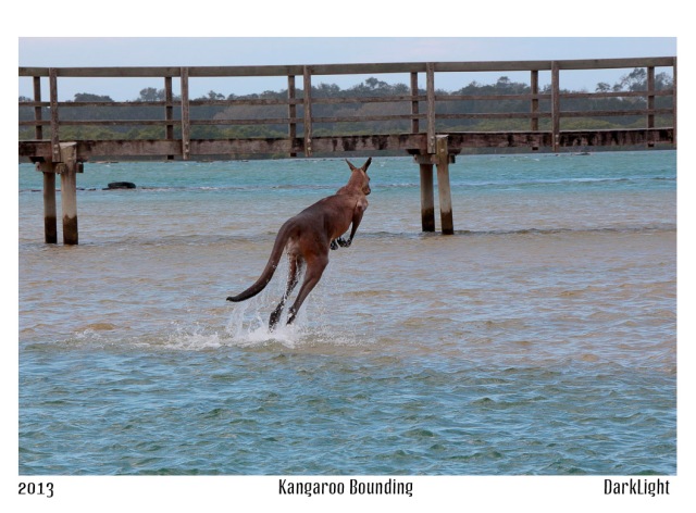 kangaroo hopping through water